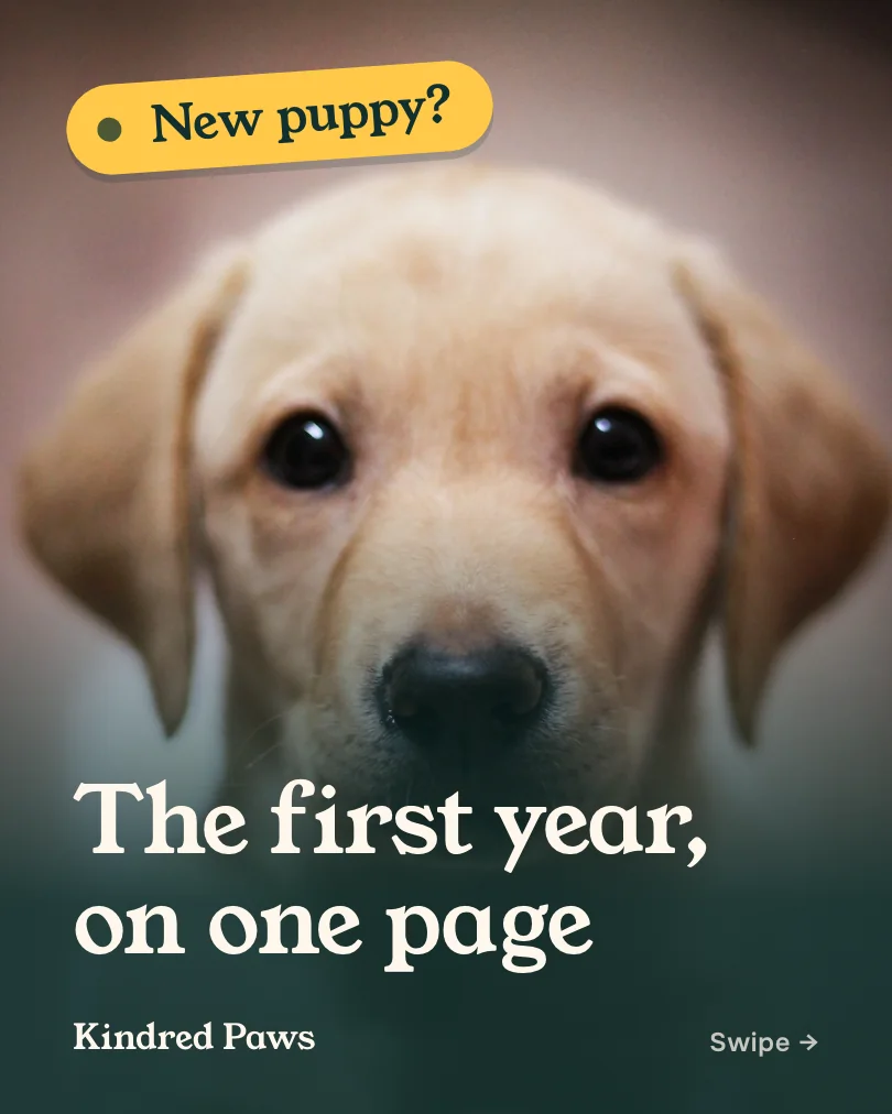 Kindred Paws Veterinary Hospital 的示例轮播图(第 1 张,共 4 张):The first year, on one page