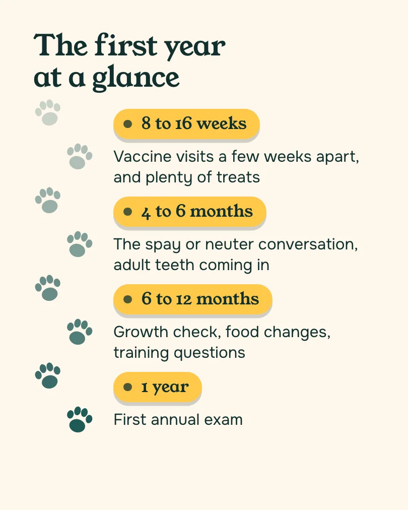 Kindred Paws Veterinary Hospital 的示例轮播图(第 2 张,共 4 张):The first year at a glance