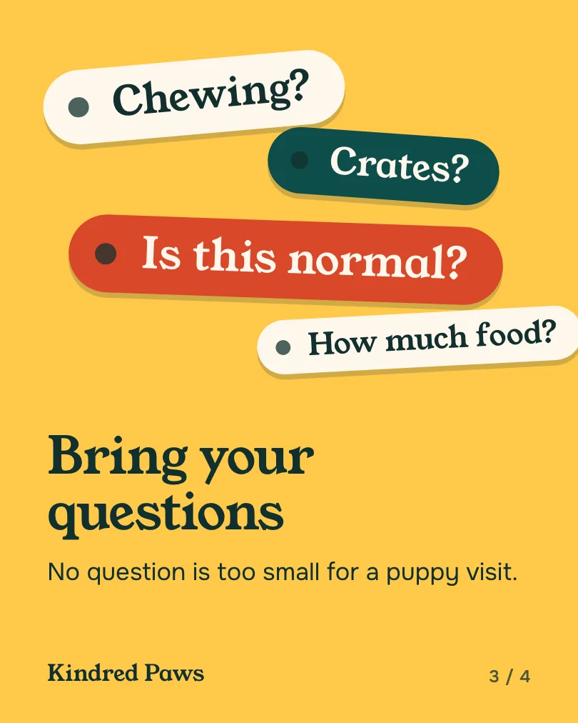 Exemple de carrousel, diapositive 3 sur 4, pour Kindred Paws Veterinary Hospital : Bring your questions