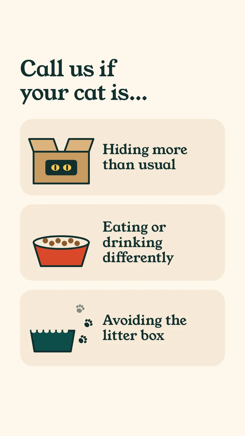Kindred Paws Veterinary Hospital 的示例Reels 短视频(第 2 幕,共 3 幕):Call us if your cat is hiding more, eating or drinking differently, or avoiding the litter box